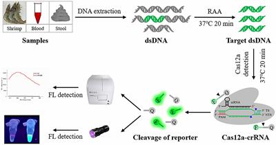 Rapid and Sensitive Detection of Vibrio vulnificus Using CRISPR/Cas12a Combined With a Recombinase-Aided Amplification Assay